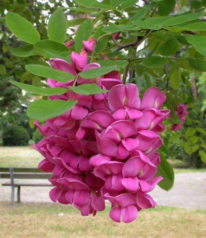 Robinia hispida ... una Robinia a fiori rosa